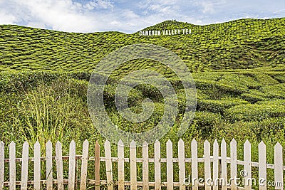 White picket fence bordering plot of tea tea bushes on hilly slope of tea plantation in Cameron Highlands, Malaysia. Editorial Stock Photo