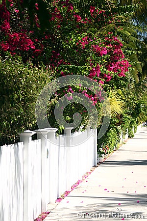 White Picket Fence and Side Walk Stock Photo