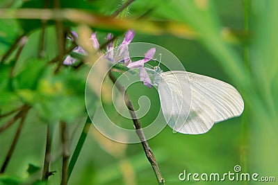 Pieridae butterfly Stock Photo