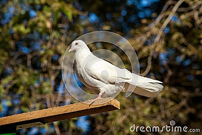 White pigeon on the background of the leaves. Stock Photo