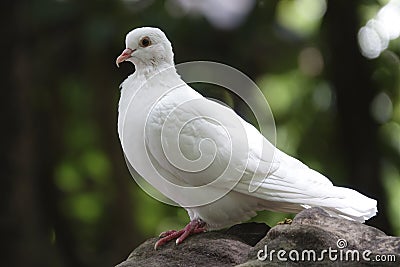 White Pigeon Stock Photo