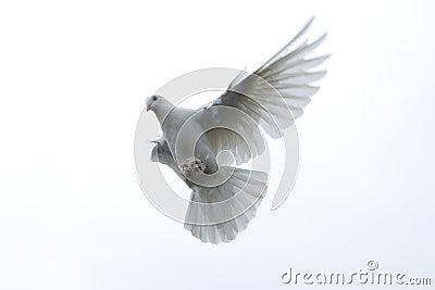 white pigeon dove flying in the sky freedom hope stretched wings Stock Photo