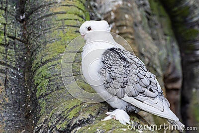 White Pigeon or Dove known as the Oriental Frill Pigeon a fancy domestic pigeon breed for showing and breeding. Feathered feet. Stock Photo