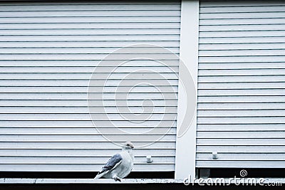 White pigeon standing at the white window Stock Photo