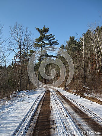 White Pine Road Stock Photo