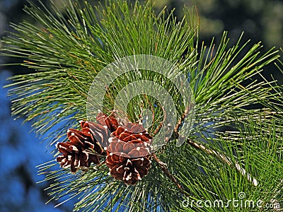 White Pine tree with 2 attached pinecones with sap balls Stock Photo