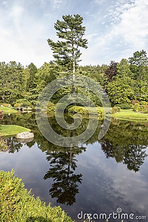 Reflection of tall White Pine tree Stock Photo