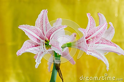 White Pink amaryllis flower Stock Photo
