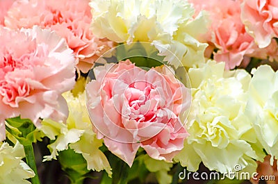 white and pink carnations close bouquet on showcase Stock Photo