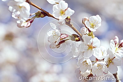 White and pink cherry blossoms Stock Photo