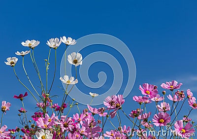 White and pink cosmos flowers blooming on blue sky background Stock Photo