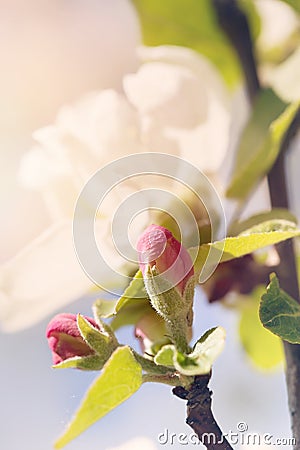 White-pink flower of an apple-tree close up Stock Photo