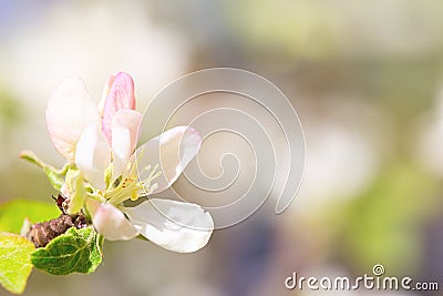 White-pink flower of an apple-tree close up Stock Photo