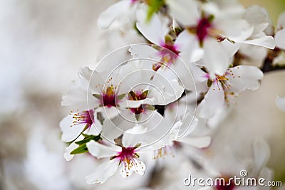 White and pink flowers background Stock Photo