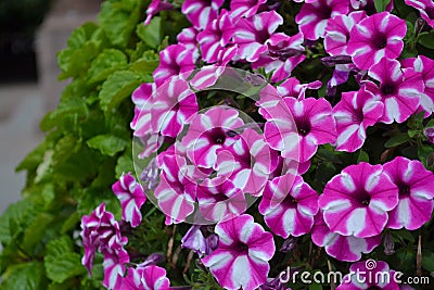 White-pink flowers from flower beds. Garden Phlox Phlox paniculata. Natural background. Garden Ornamental Plants Stock Photo