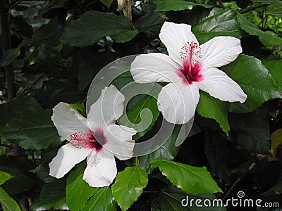White and pink hibiscus flower Stock Photo