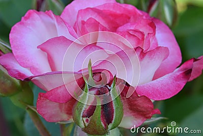 White with Pink Highlights Nicole Rosebud Stock Photo