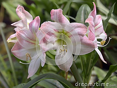 White and pink lilium flowers Stock Photo