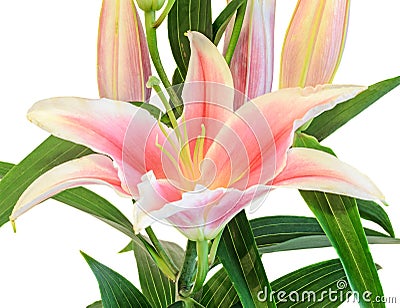 White and pink Lilium flowers, (Lily, lillies) bouquet, floral arrangement, close up, isolated, white background. Stock Photo