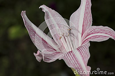 White and pink lily on dark green background. Pure fresh lily flower in garden Stock Photo