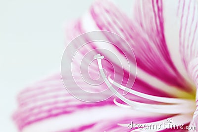 White pink lily flower macro photo. Floral feminine banner template with text place. Stock Photo