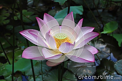 White and pink lotus Stock Photo