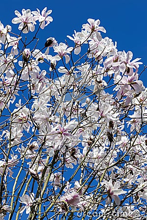 White pink magnolia salicifolia blossom Stock Photo