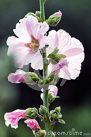 White and pink mallow (Malva) in summer Stock Photo