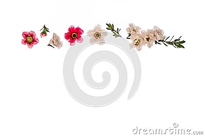 White and pink manuka flowers isolated on white background with copy space below Stock Photo