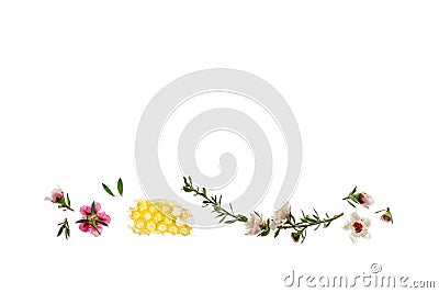White and pink manuka flowers with pure manuka honey isolated on white background Stock Photo