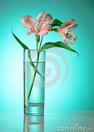 White and pink orchid flower in a high glass vase. Light background. Stock Photo