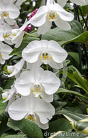 Trailing Orchid flower vines in Biltmore Estate Conservatory Greenhouse Stock Photo