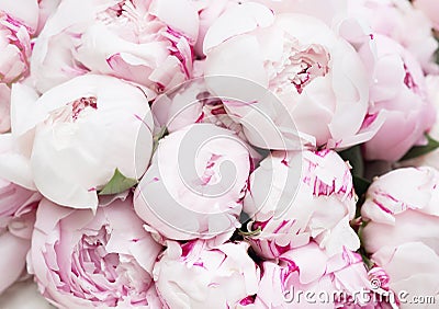 White and pink peonies. Background, wallpaper Stock Photo