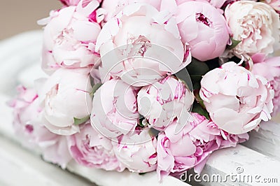 White and pink peonies. Background, wallpaper Stock Photo