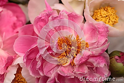 White and pink peony flower Paeonia bouquet Stock Photo
