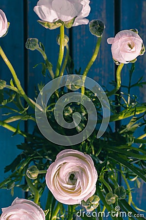 White / pink / Ranonkels / Ranunculus / Flowers / Bloemen / Persian Buttercup Stock Photo