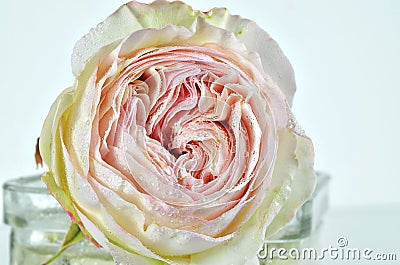 White and pink Rose flower with Dew in a Vase, Detail Stock Photo