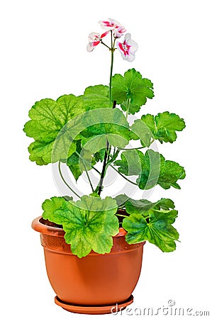 White with pink spots Pelargonium, Geraniums flowers in a brown pot, close up, white background Stock Photo