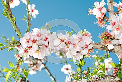 Spring blooming cherry tree against blue sky Stock Photo