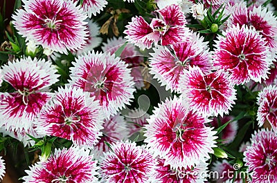White and pink sweet William Flowers Stock Photo