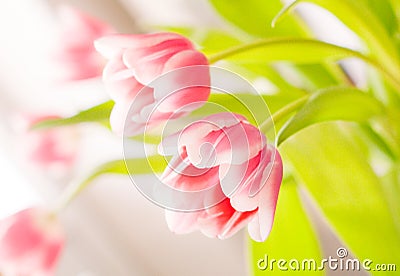 White and pink tulips Stock Photo