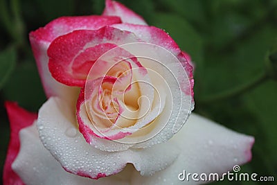 White pink two-set rose close-up. Growing rose flowers. horticulture. hobby Stock Photo