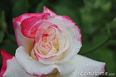 White pink two-set rose close-up. Growing rose flowers. horticulture. hobby Stock Photo