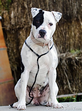 White Pitbull dog with black eye patch Stock Photo