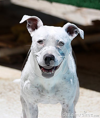 White Pitbull smiling and posing for portrait Stock Photo