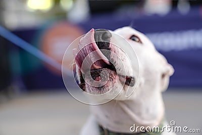 White pitbull touching his tongue to his nose Stock Photo