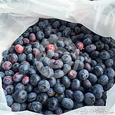 Fresh Blueberries Picked at a Blueberry Farm Stock Photo