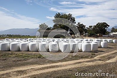White plastic covered bales on a farm Stock Photo