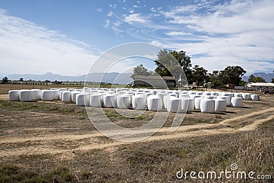 White plastic covered bales on a farm Stock Photo