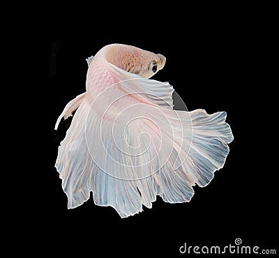 White Platt Platinum Siamese Fighting Fish .White siamese fighti Stock Photo